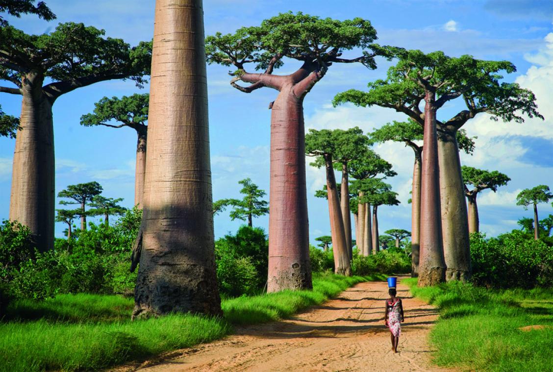 Avenida de los Baobas (Madagascar) - Azul Marino Viajes - Viajes ...